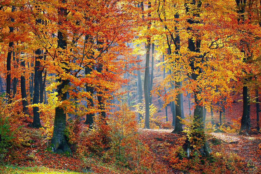 En este momento estás viendo El otoño: tiempo de recogimiento y dulce mirada interior